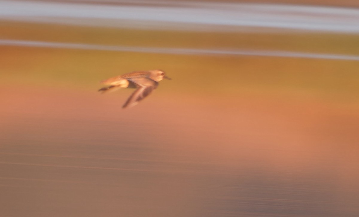 Сивка американська - ML646722244