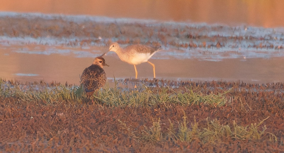 Сивка американська - ML646722245