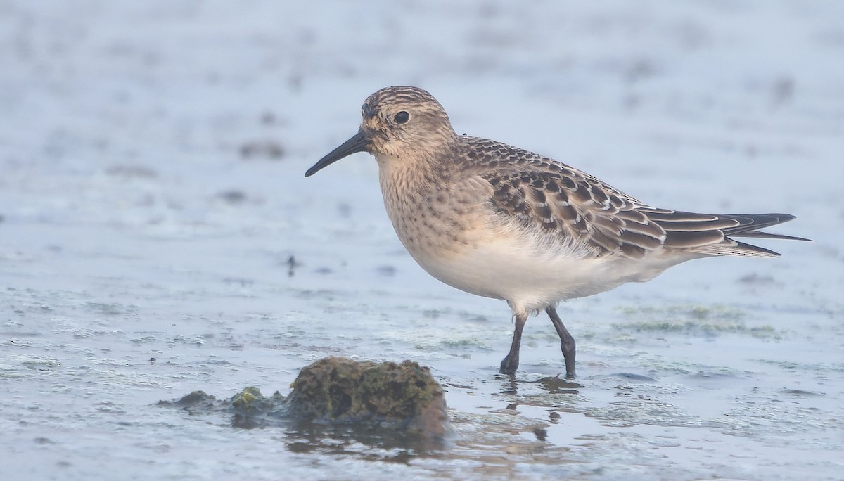 Побережник канадський - ML646722252