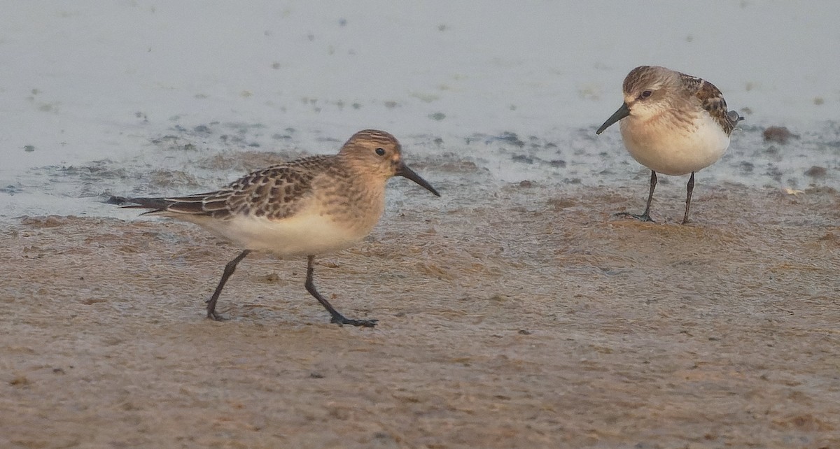 Побережник канадський - ML646722253