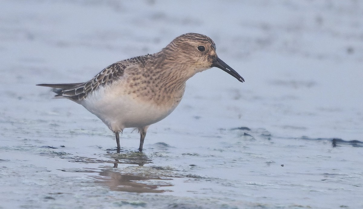 Побережник канадський - ML646722254