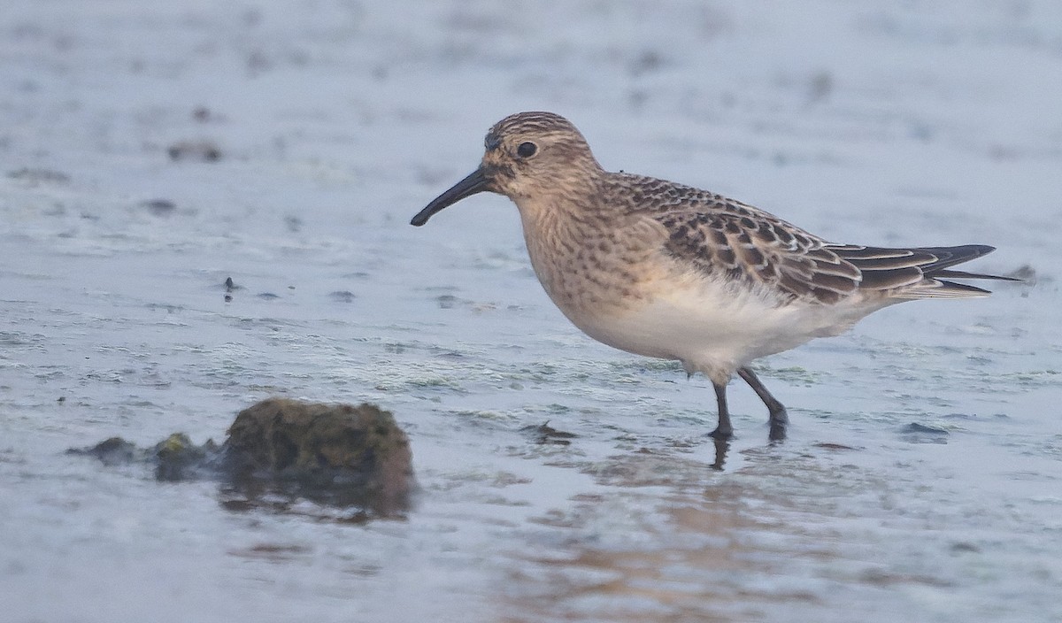 Побережник канадський - ML646722255