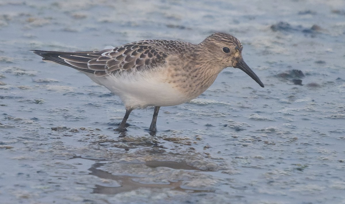 Побережник канадський - ML646722256