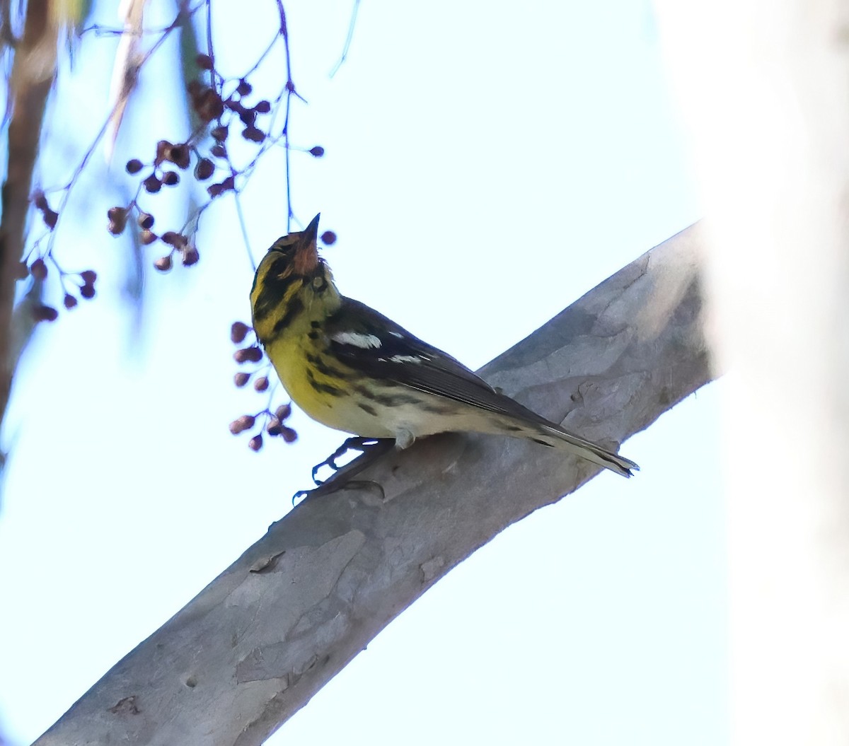Townsend's Warbler - ML646722257