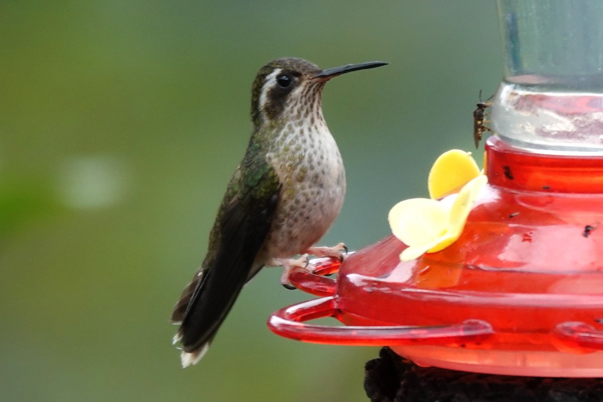 Speckled Hummingbird - ML646722258