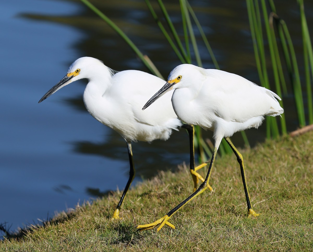 Snowy Egret - ML646722260