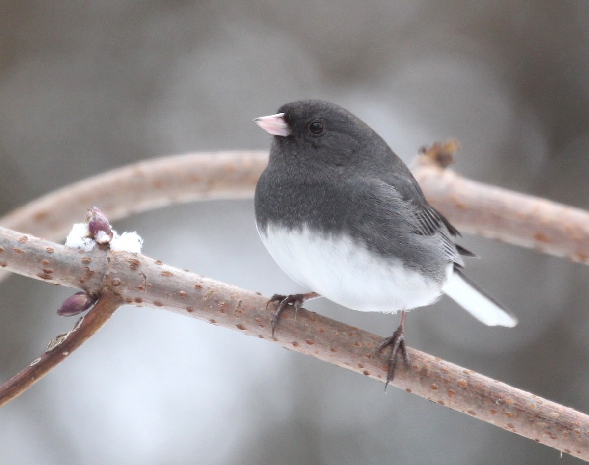Dark-eyed Junco - ML646722261