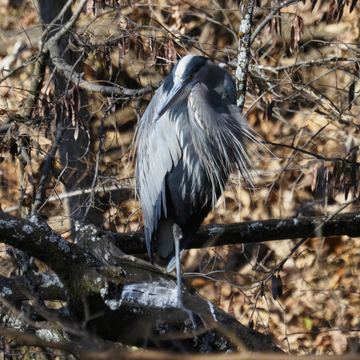 Great Blue Heron - ML646722263