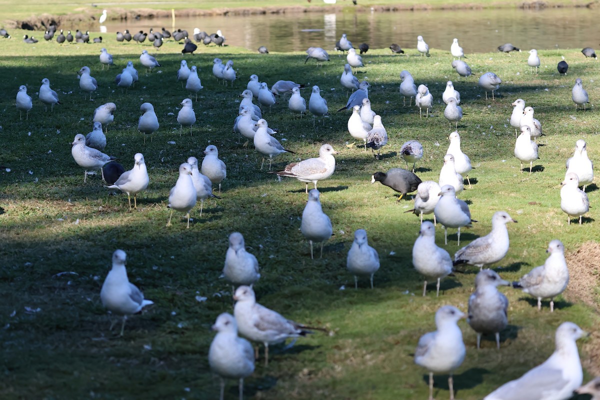 Ring-billed Gull - ML646722265