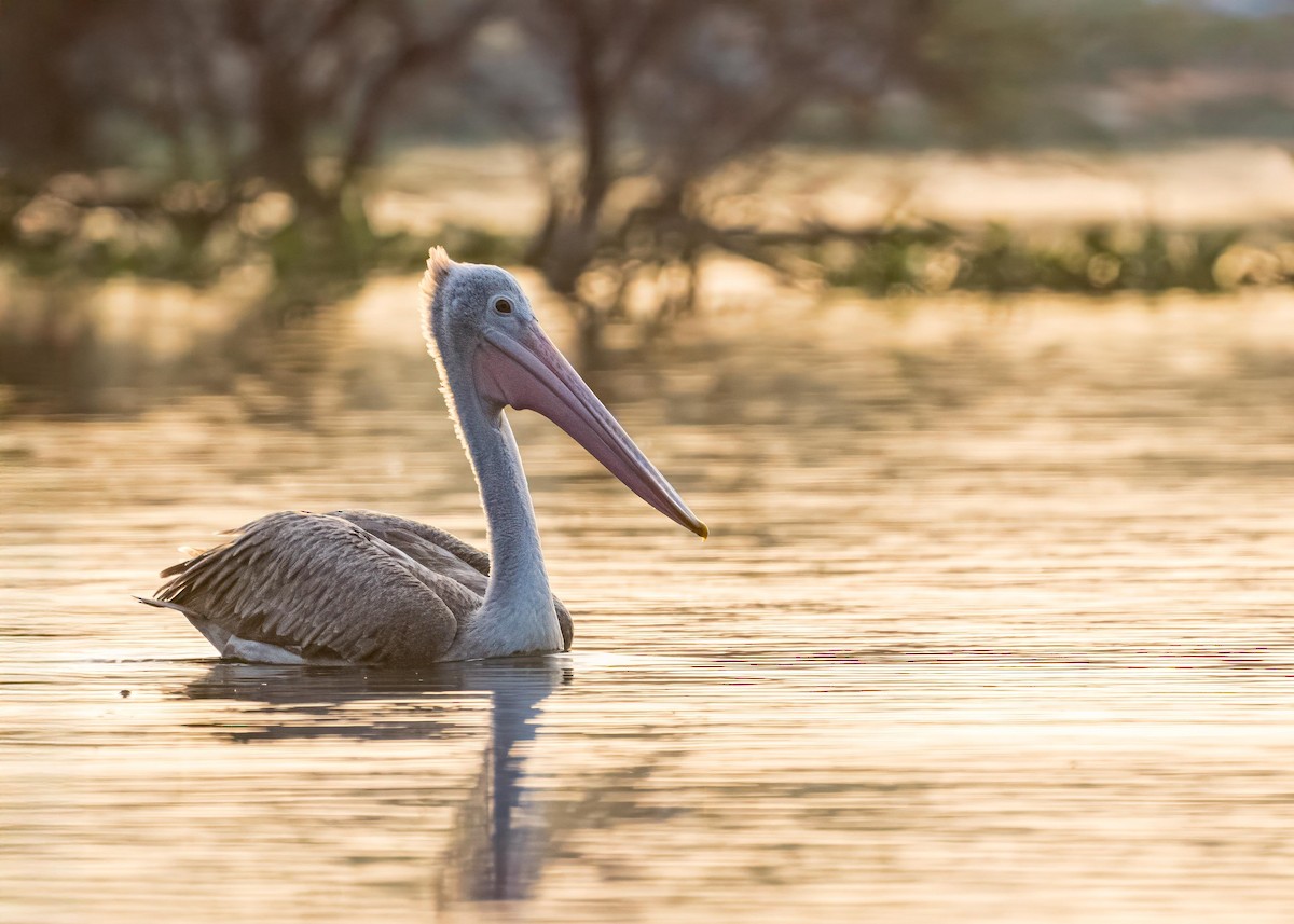 Pelikano tantoduna - ML646722267