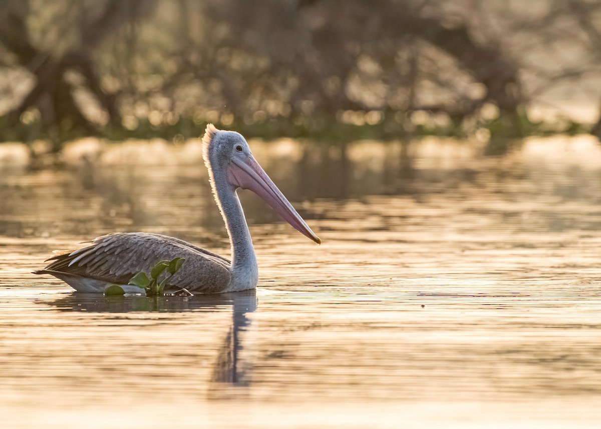 Pelikano tantoduna - ML646722268