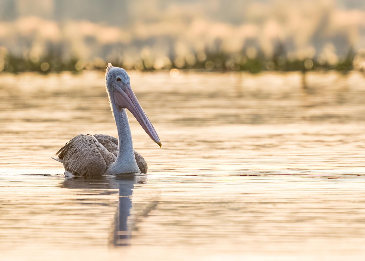 Pelikano tantoduna - ML646722269