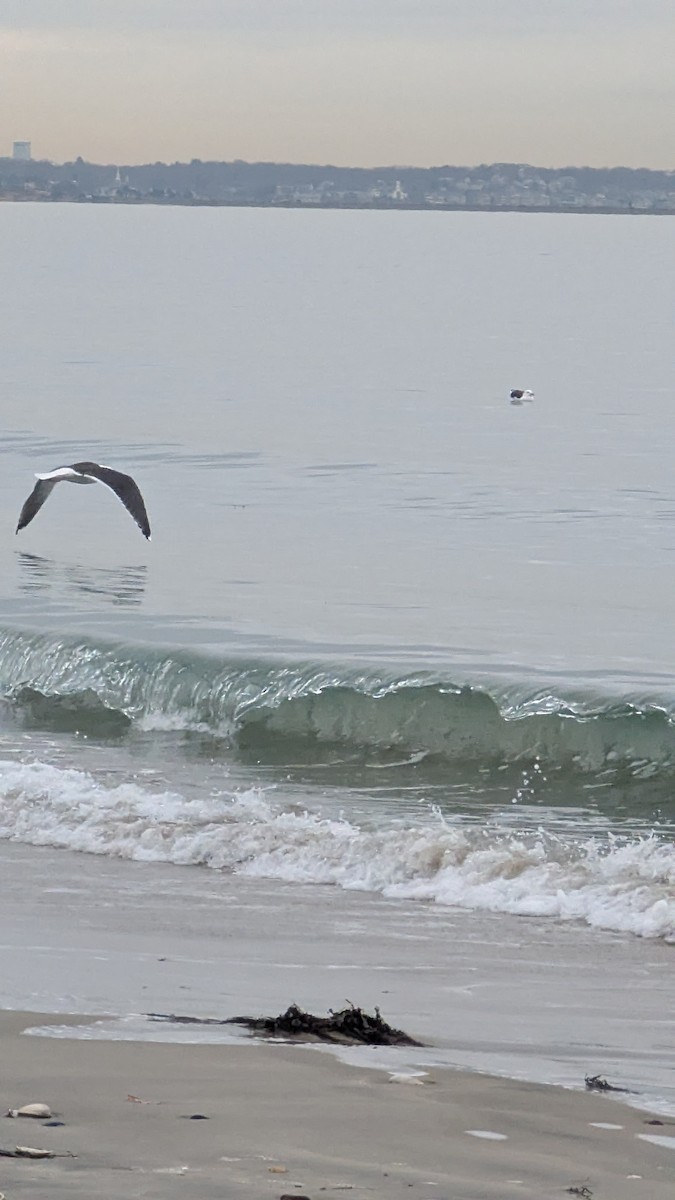 Büyük Kara Sırtlı Martı - ML646722273