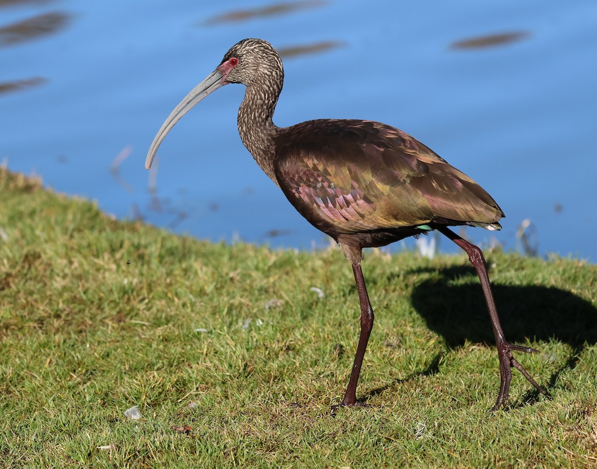White-faced Ibis - ML646722274