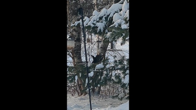 Жовна північна - ML646722275