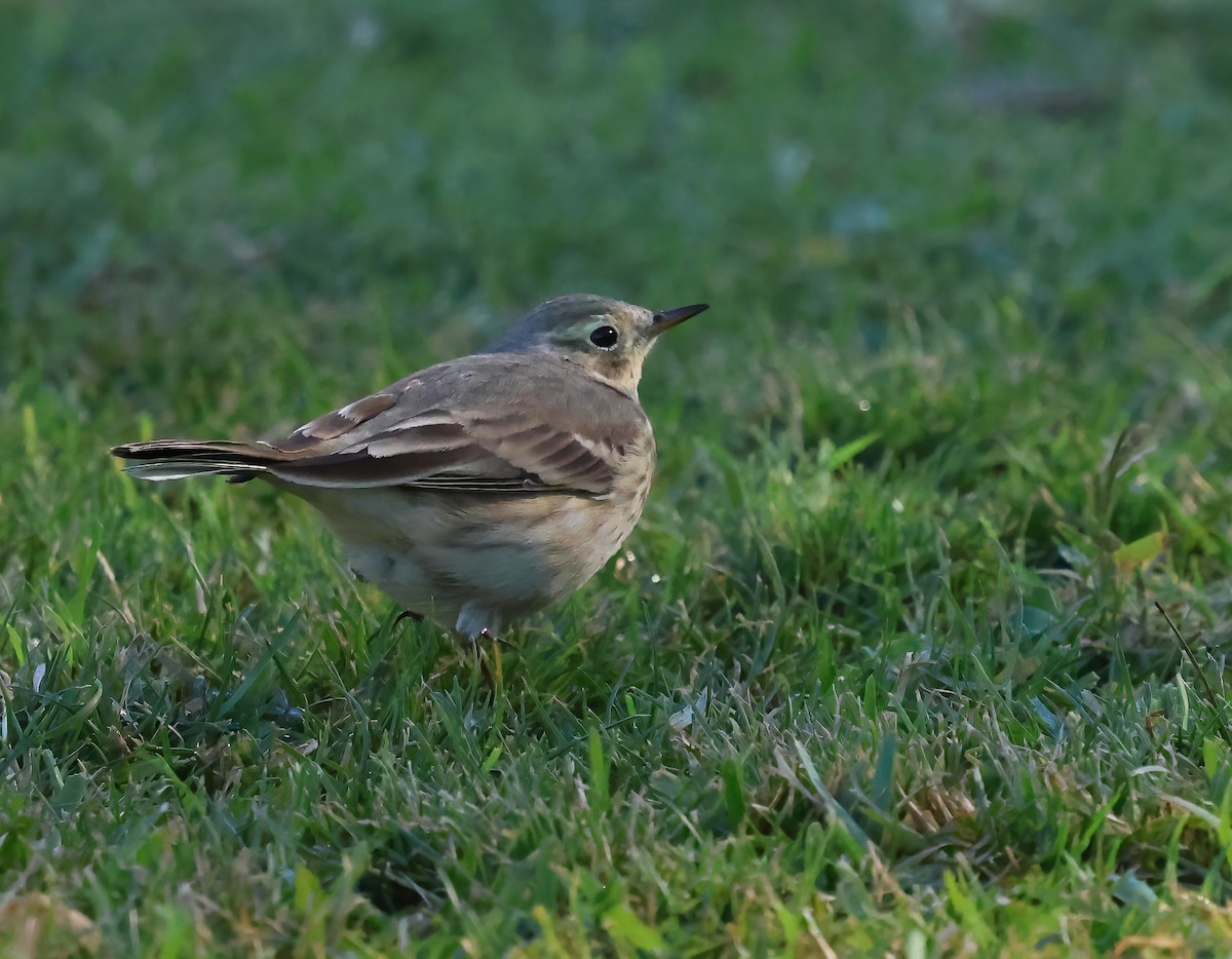 American Pipit - ML646722278