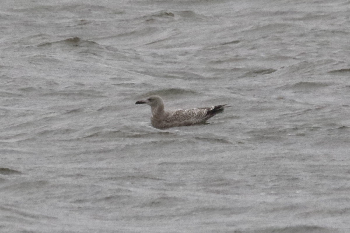 שחף מערבי - ML646722280