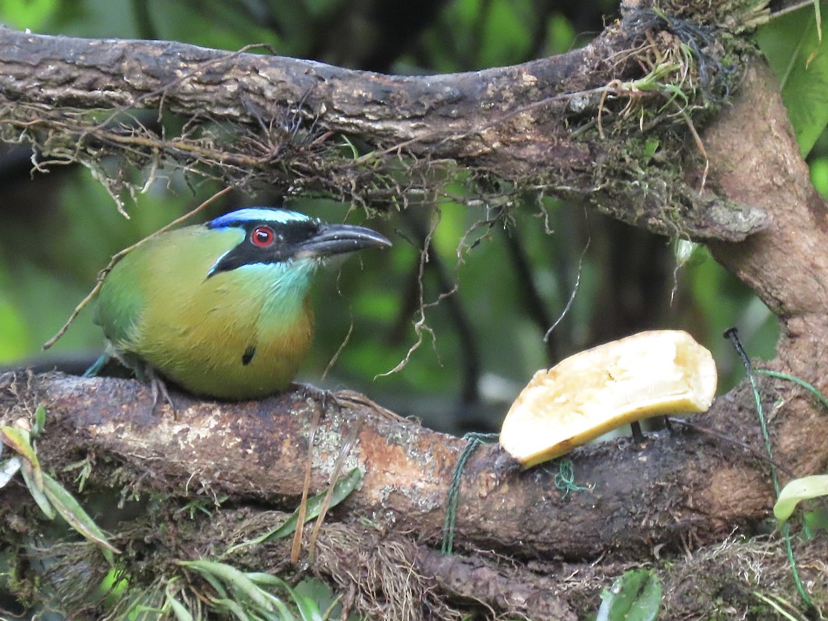 Lesson's Motmot - ML646722281