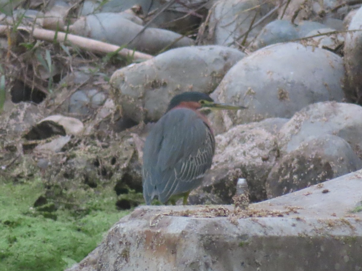 Green Heron - ML646722282