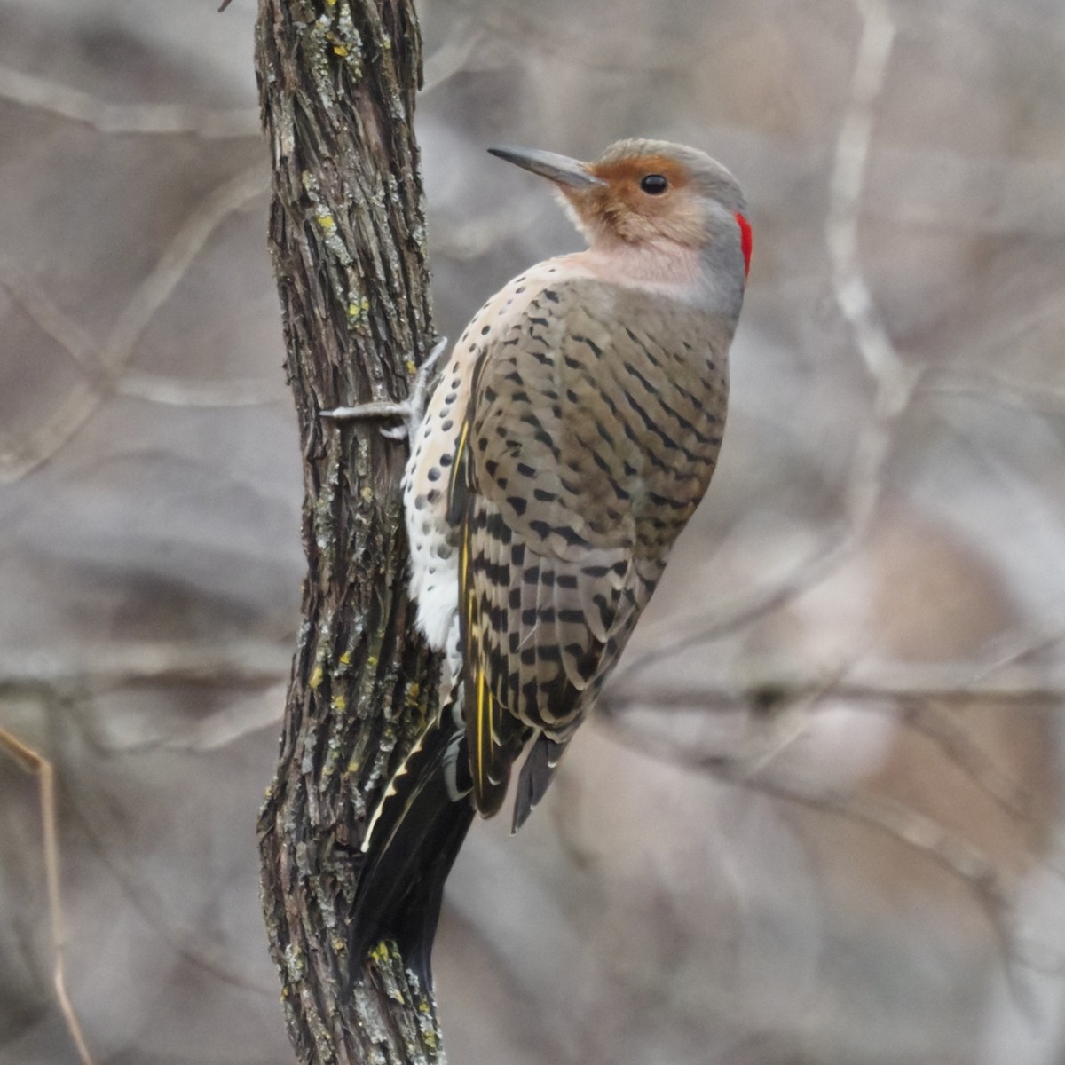 Northern Flicker - ML646722284