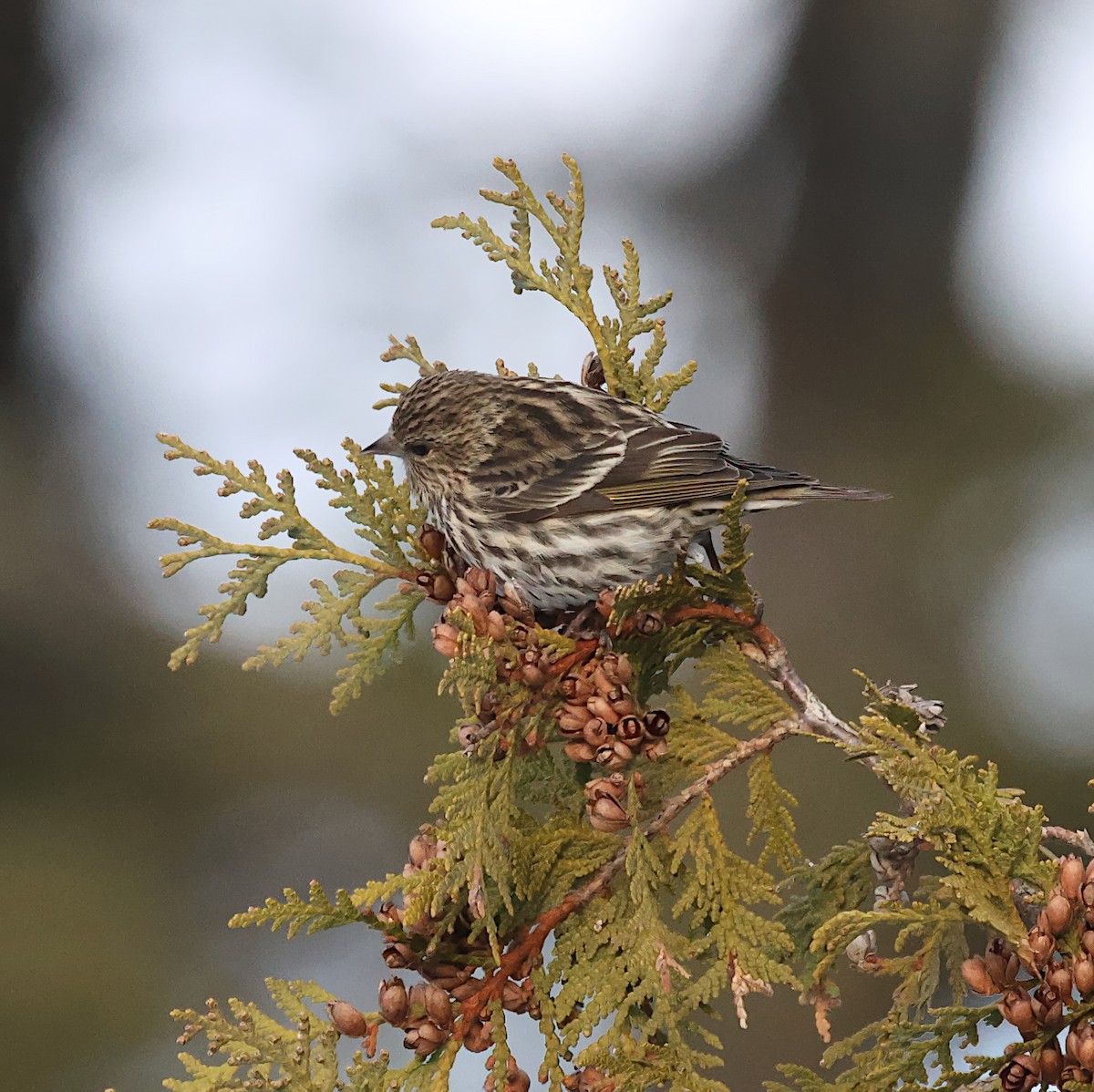 Jilguero de Los Pinos - ML646722292