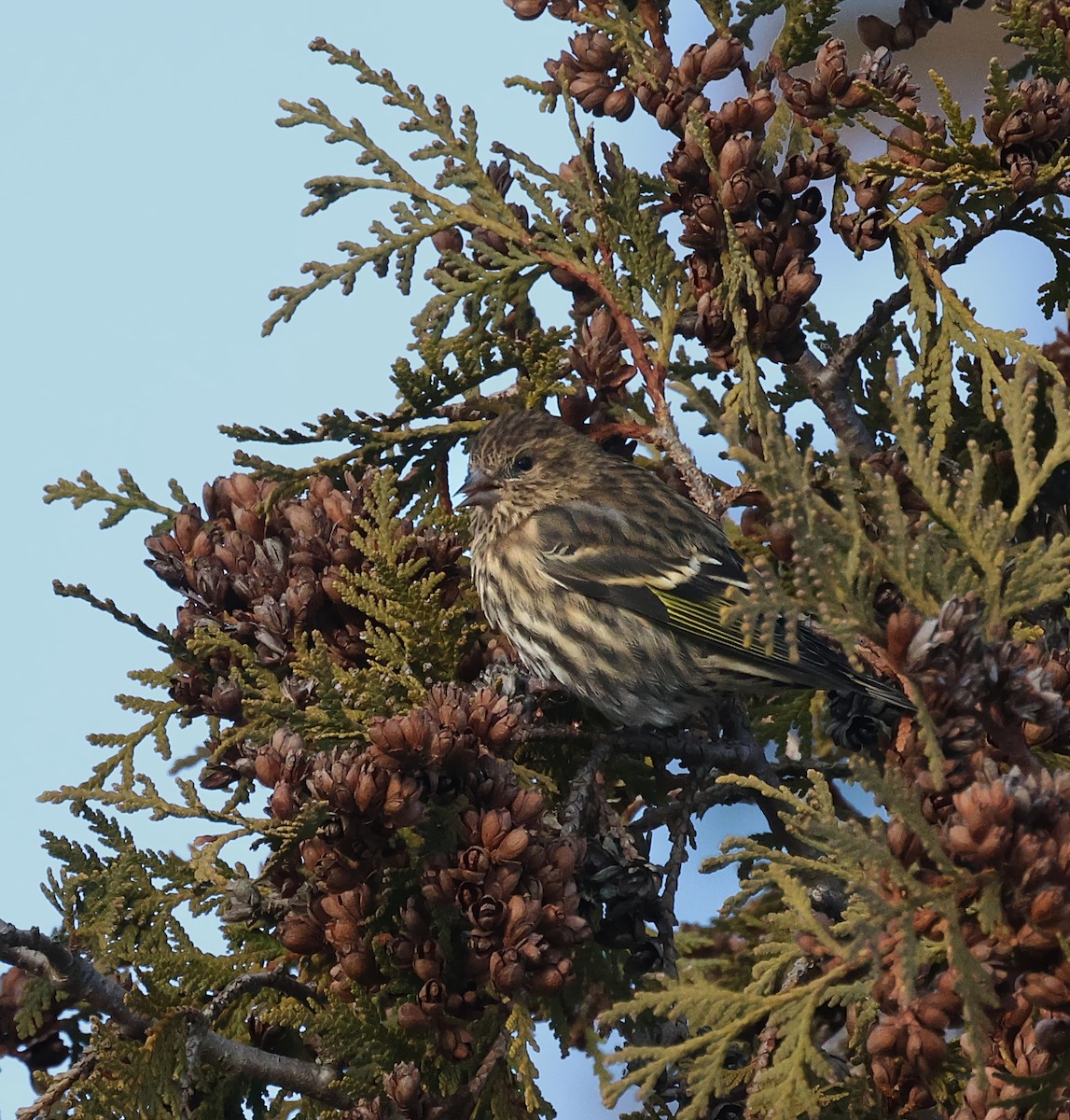 Jilguero de Los Pinos - ML646722293