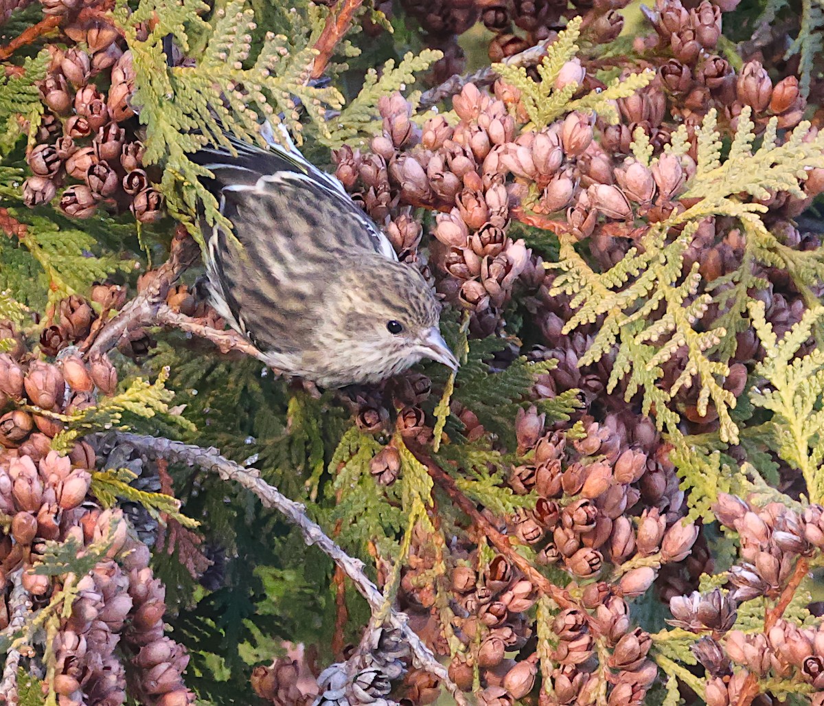 Jilguero de Los Pinos - ML646722294