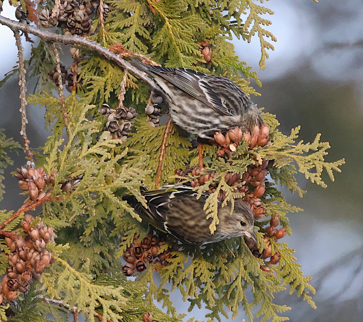 Jilguero de Los Pinos - ML646722295