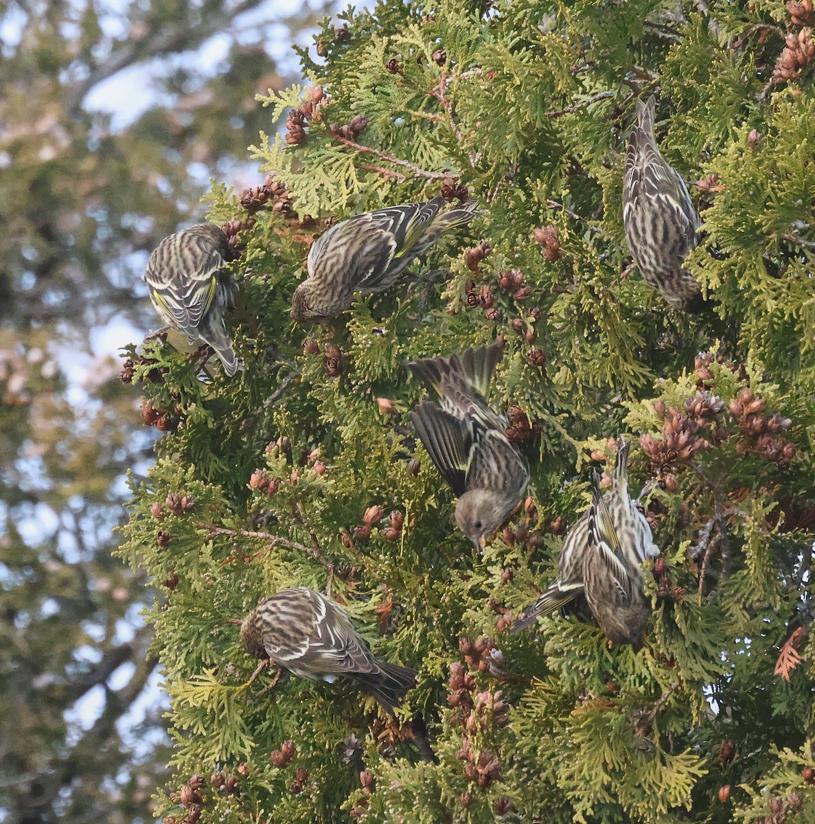 Jilguero de Los Pinos - ML646722296