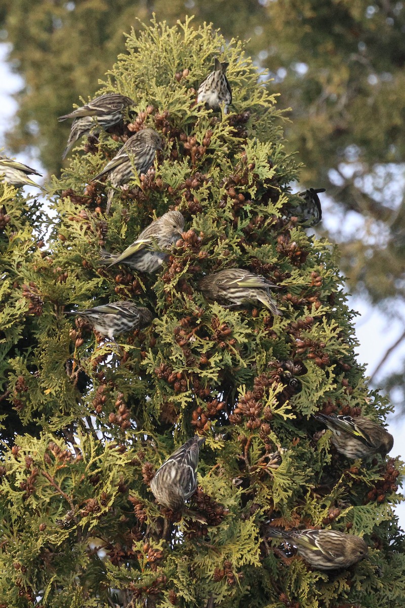 Jilguero de Los Pinos - ML646722297