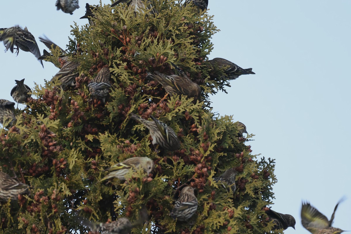 Jilguero de Los Pinos - ML646722298