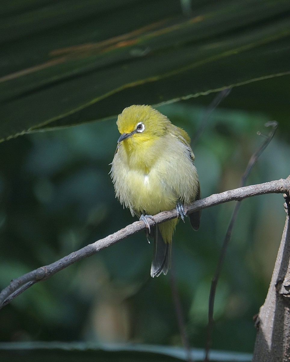 Bergbrillenvogel - ML646722299