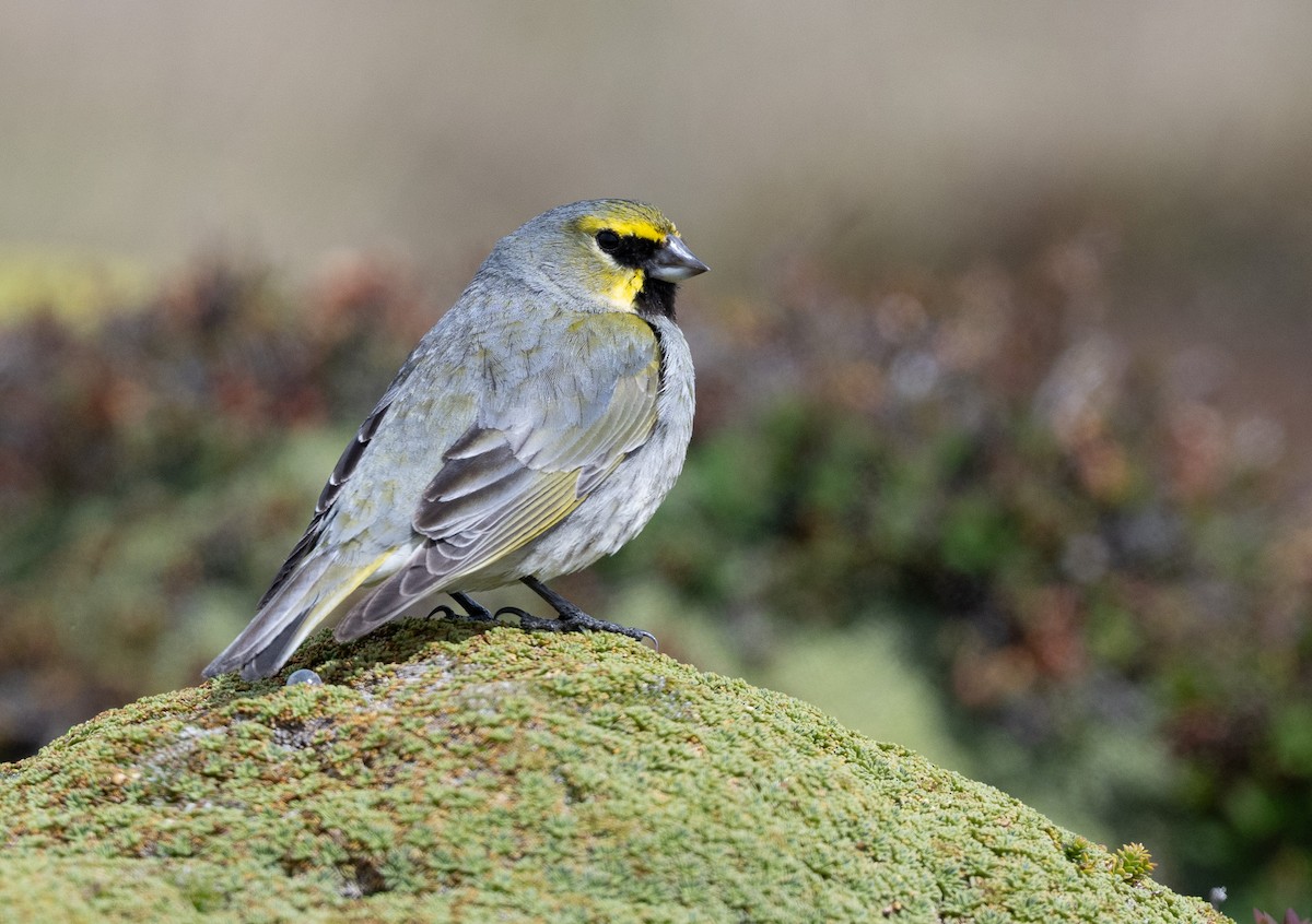 Yellow-bridled Finch - ML646722300