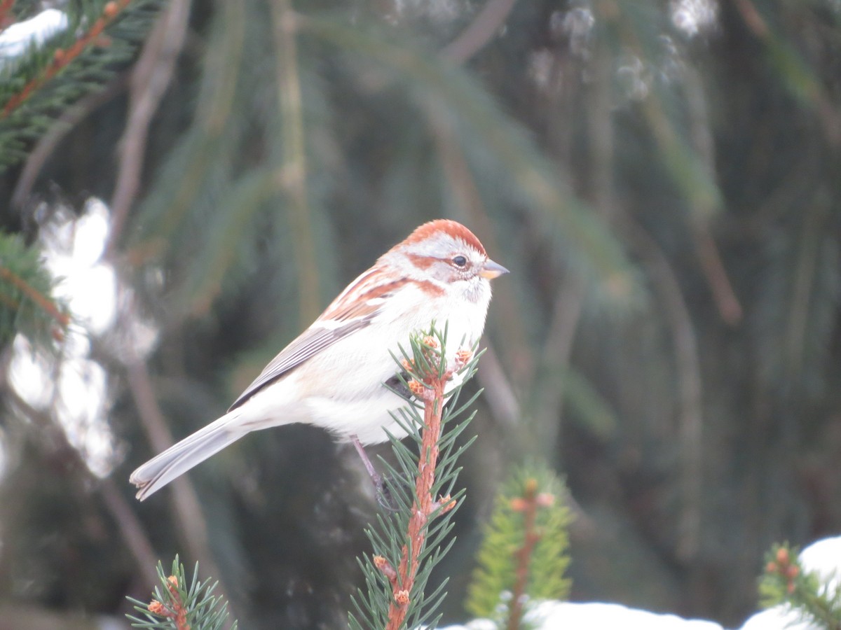 bjørkespurv - ML646722302