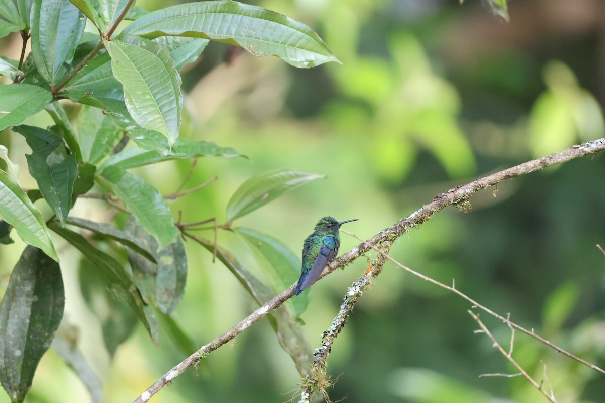 Western Emerald - ML646722303