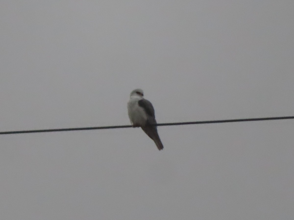White-tailed Kite - ML646722306