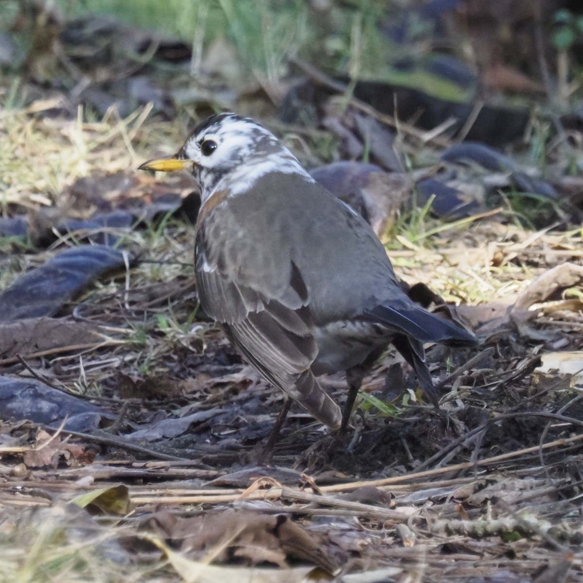 American Robin - ML646722307