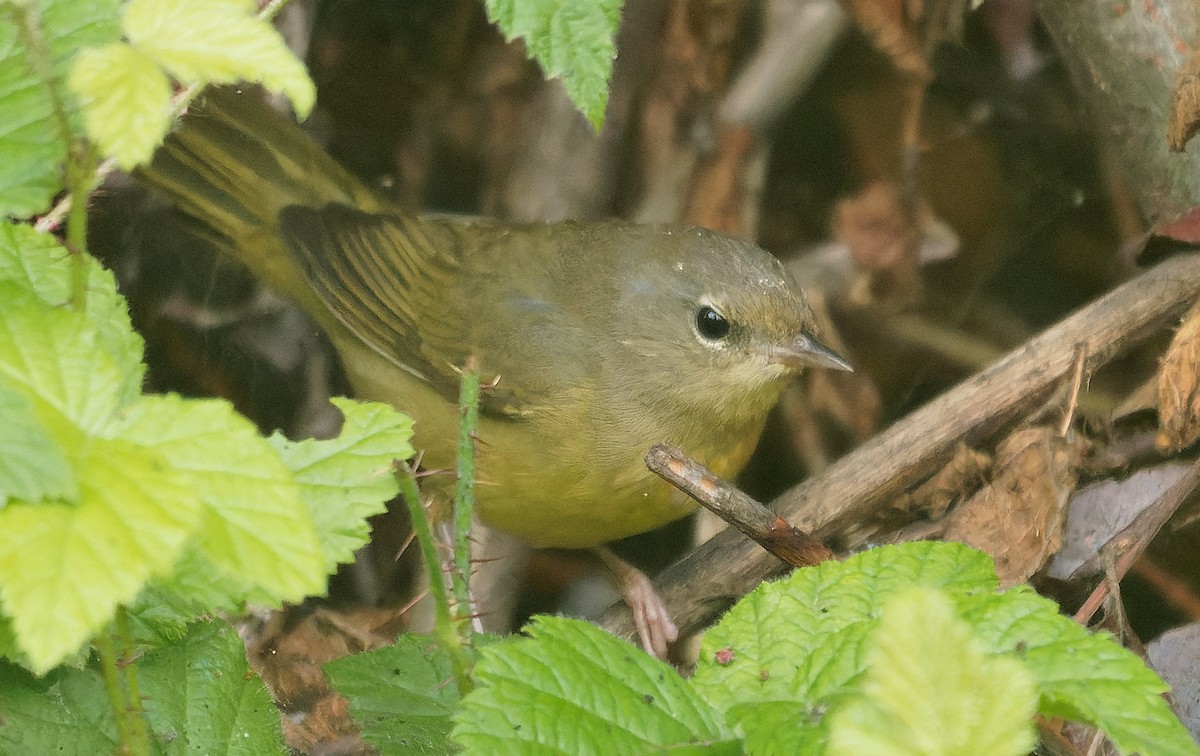 Mourning Warbler - ML646722309