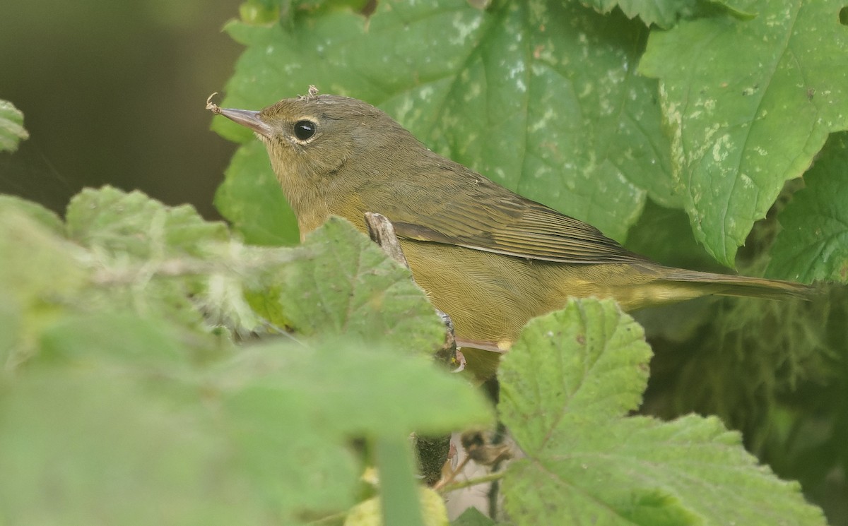 Mourning Warbler - ML646722310