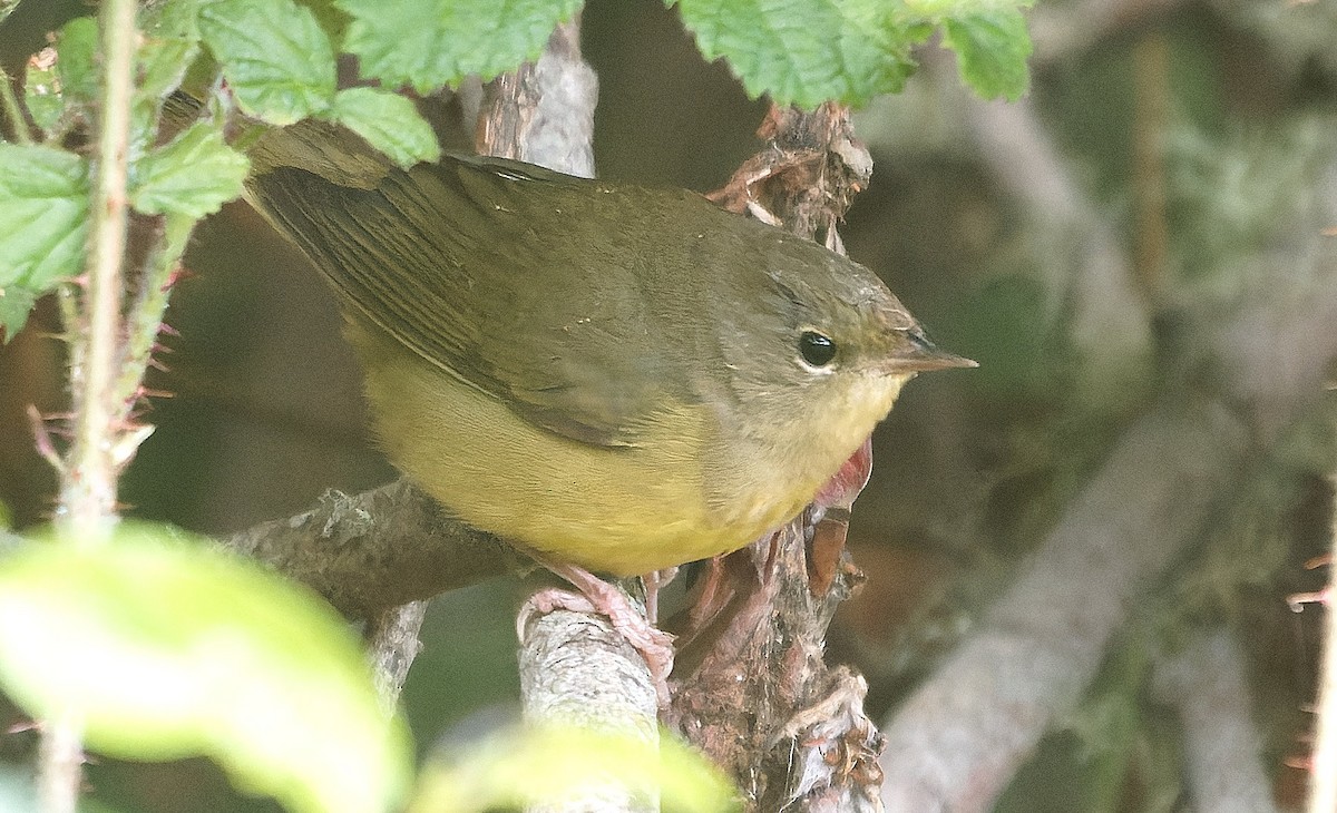 Mourning Warbler - ML646722311