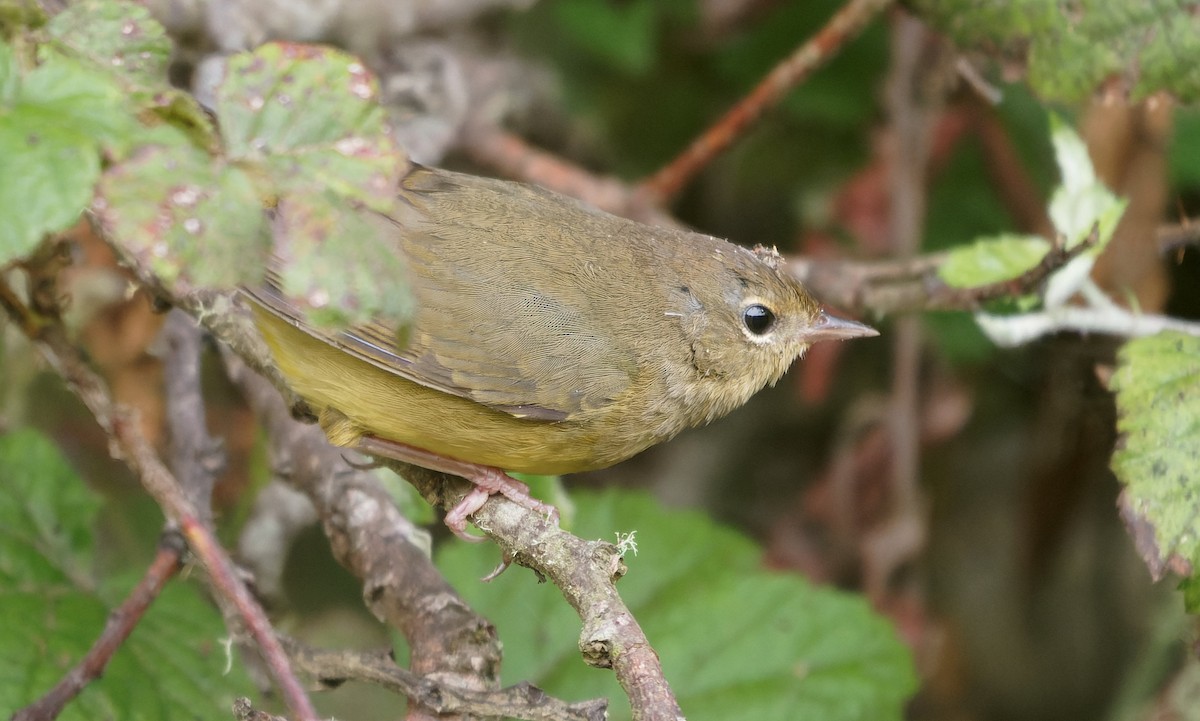 Mourning Warbler - ML646722312