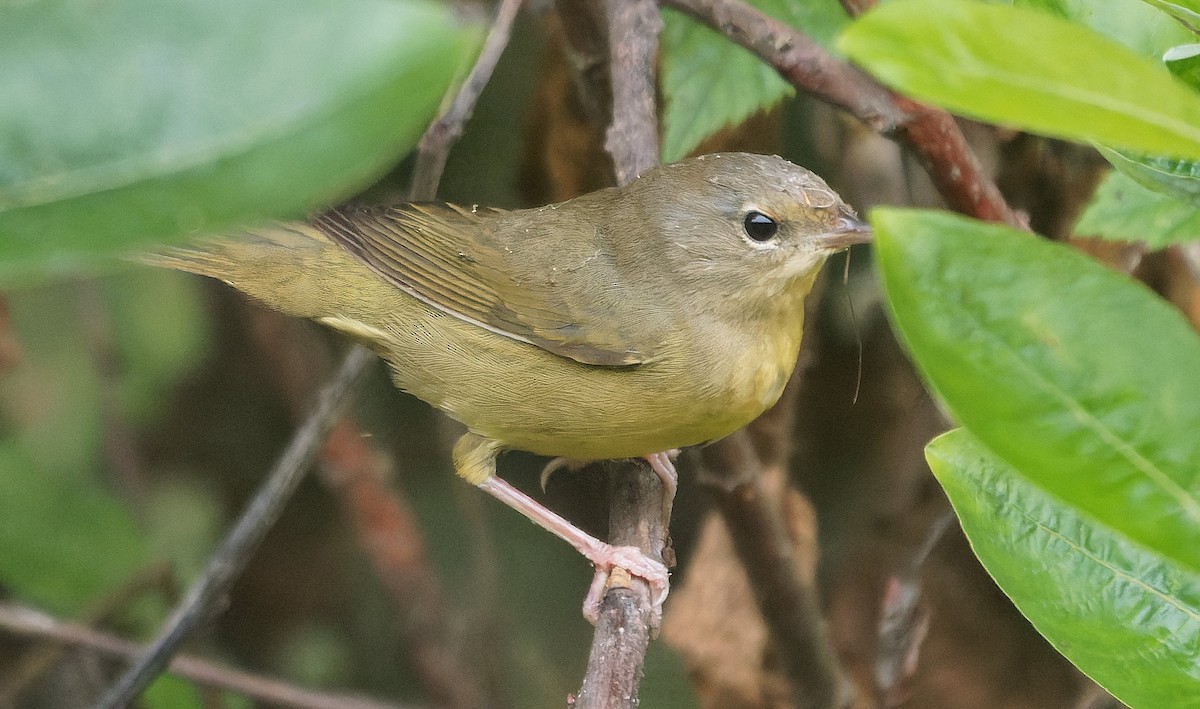 Mourning Warbler - ML646722313