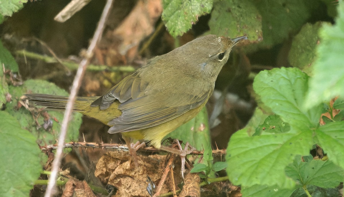 Mourning Warbler - ML646722314