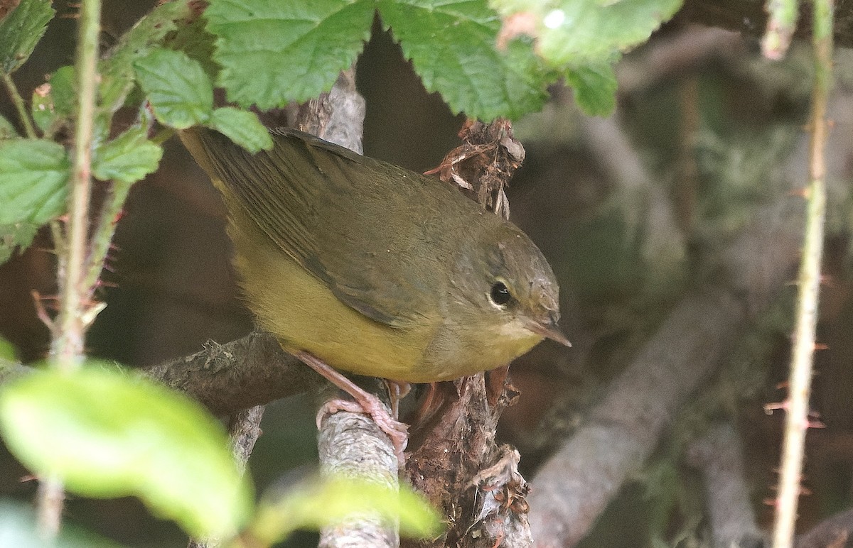 Mourning Warbler - ML646722315