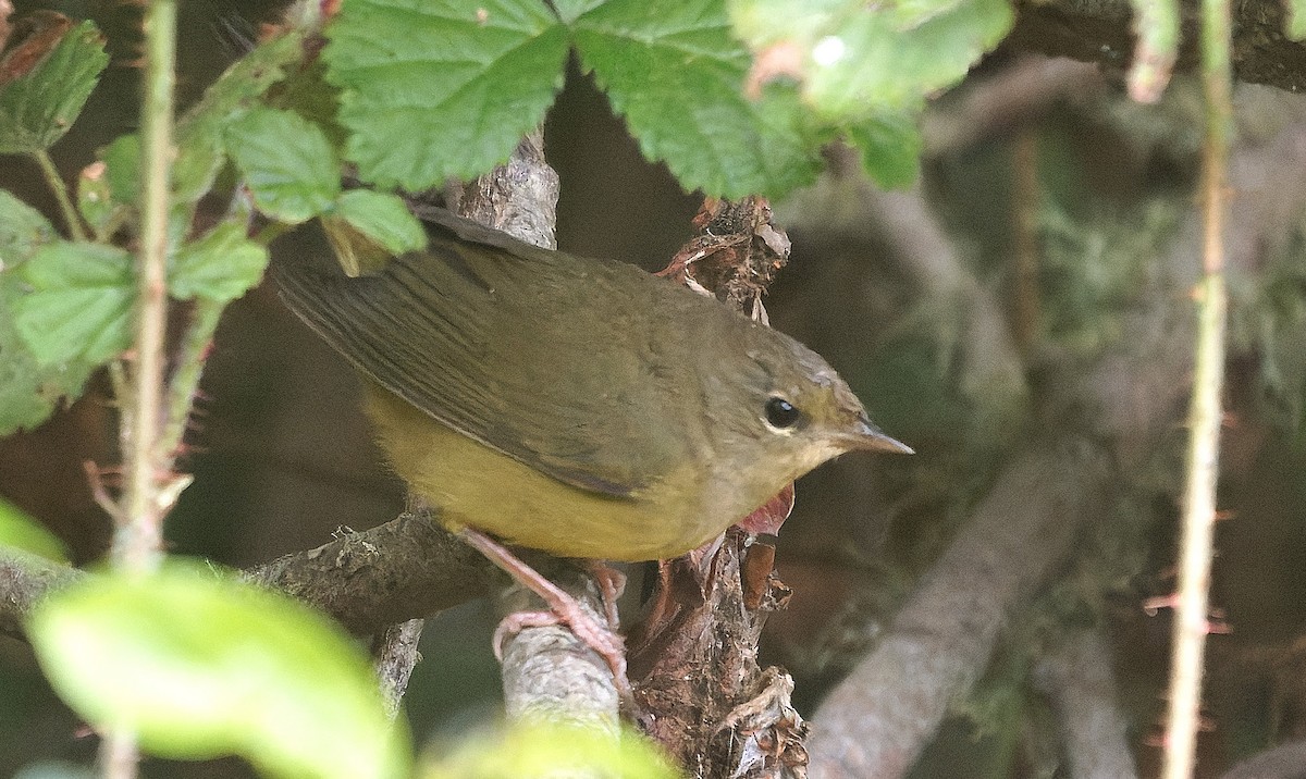 Mourning Warbler - ML646722316