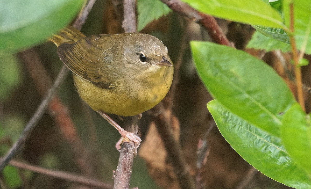Mourning Warbler - ML646722317