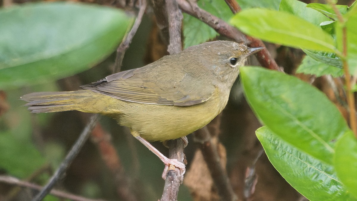 Mourning Warbler - ML646722318