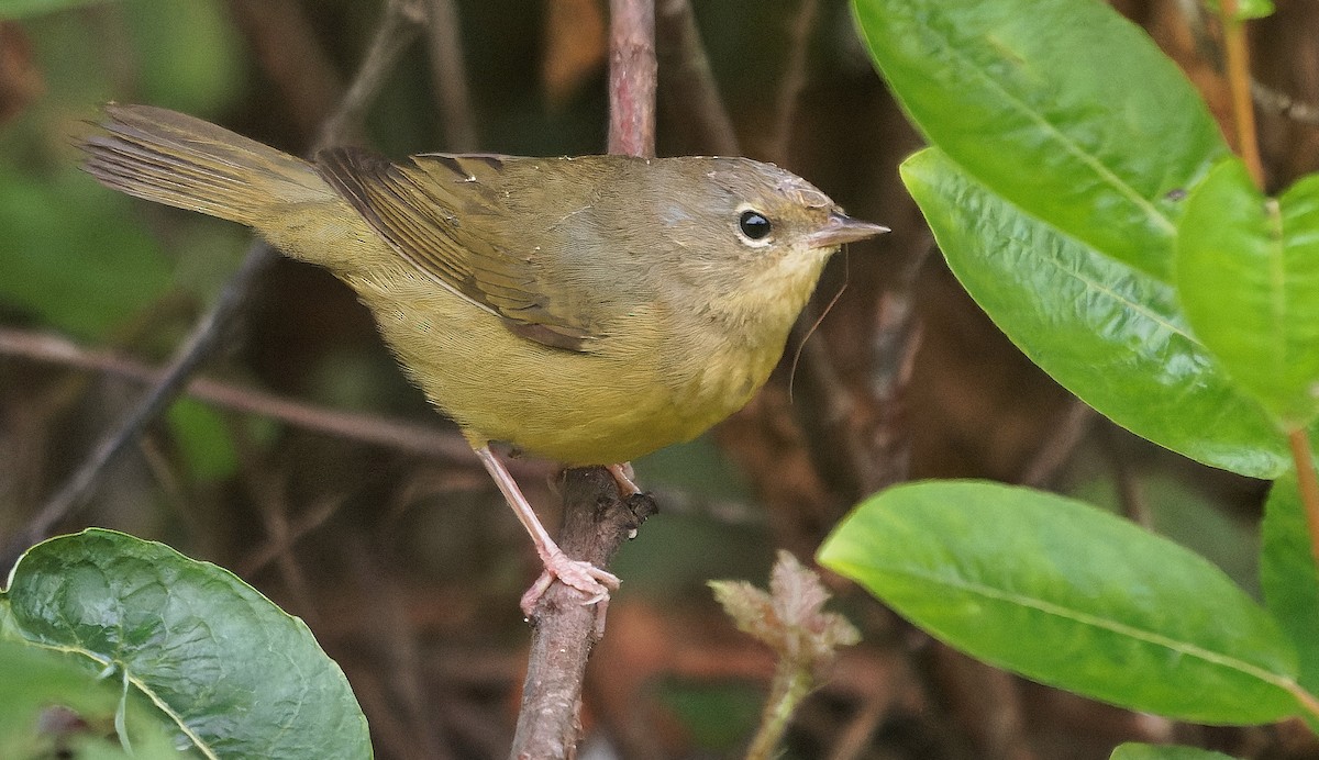 Mourning Warbler - ML646722320
