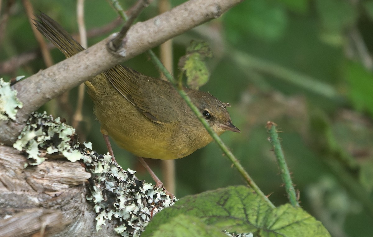 Mourning Warbler - ML646722321