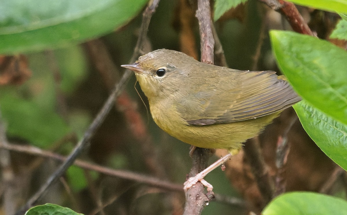 Mourning Warbler - ML646722322